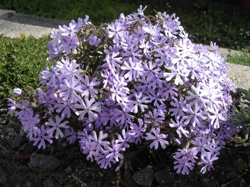 Phlox bifida photo